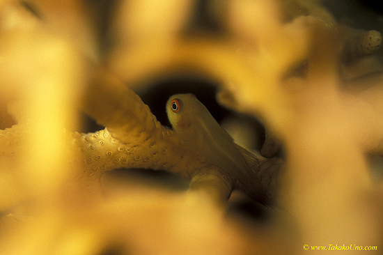 Ring Eyed Coral Goby 01 Paragobiodon