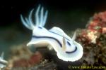 Chromodoris lochi 01 30mm