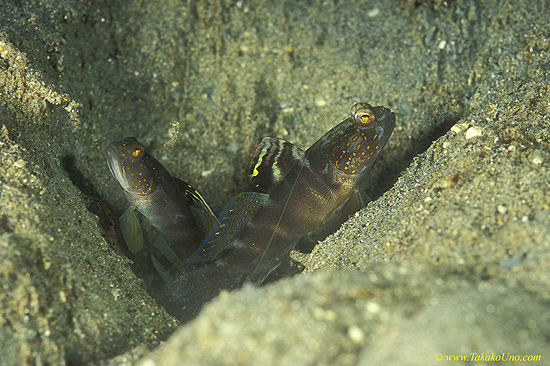 Smiling Goby 02