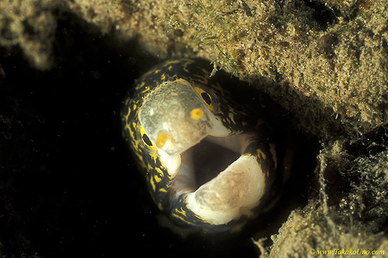 Snowflake Moray 01