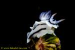Chromodoris lochi 03t 1640 ra