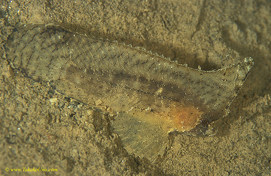 Spiny Waspfish 02