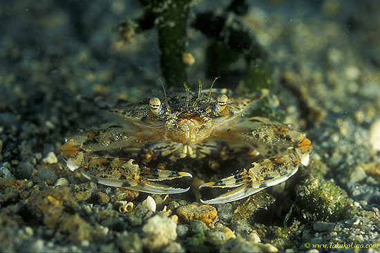 Swimmer Crab 01 mating