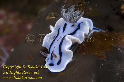 Chromodoris willani Nudi 07t