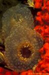 Tunicates 01