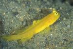 Ventral Barred Shrimp Goby 01