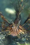 Volitans Lionfish 10