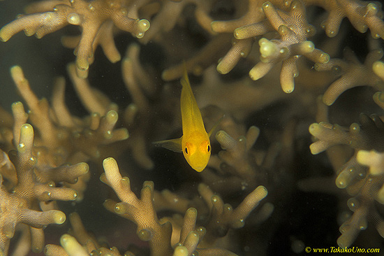 Yellow Coral Goby 01 Gobiodon okinawae