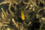 Yellow Coral Goby 01 Gobiodon okinawae