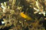 Yellow Coral Goby 02 Gobiodon okinawae