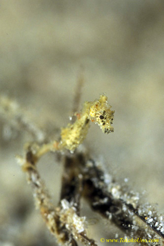 Pygmy Seahorse, H Satomiae 04v