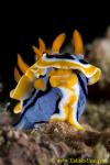 Chromodoris annae 0807 0106 mb