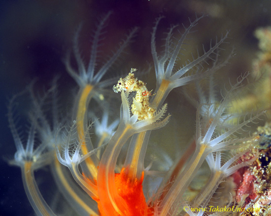 Pygmy Seahorse, H Satomiae 03