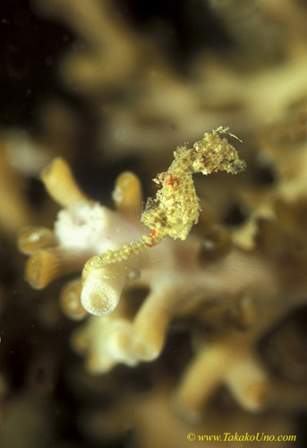 Pygmy Seahorse, H Satomiae 01