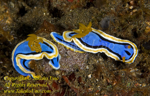 Chromodoris annae Nudi 38tc 0003