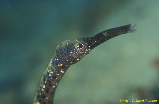 Stick Pipefish 01