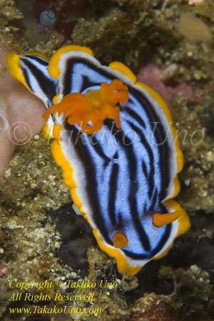 Chromodoris elisabethina Nudi 13tc 9225