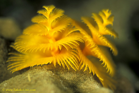 Christmas Tree Worm 01