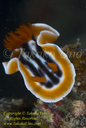 Chromodoris magnifica 05t 0066