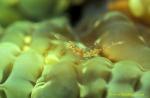 Commensal Shrimp 02