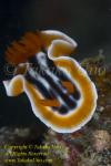 Chromodoris magnifica 05t 0066