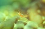 Commensal Shrimp 01