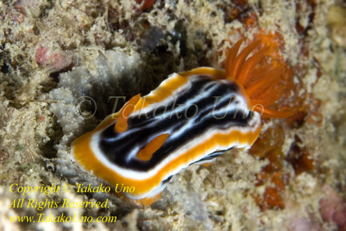 Chromodoris magnifica 01tc 0041