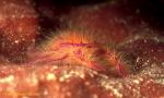 Fairy Squat Lobster 02