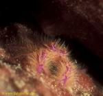 Fairy Squat Lobster 01