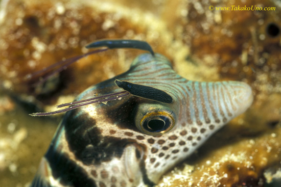 Pufferfish with Copepods 01