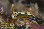 Chromodoris strigata or sp 30tc yellow & black morph 0963