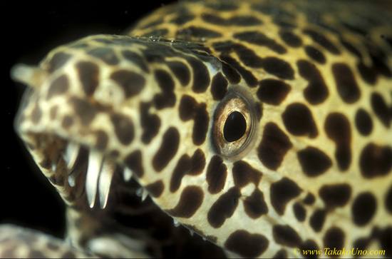 Honey Comb Moray 01