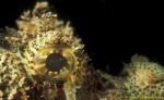 Scorpionfish 01