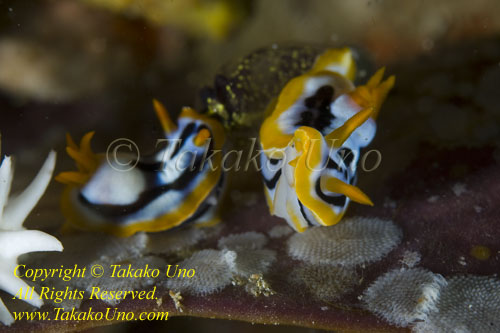 Chromodoris strigata 20tc 9301 md