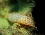 Nudi 11