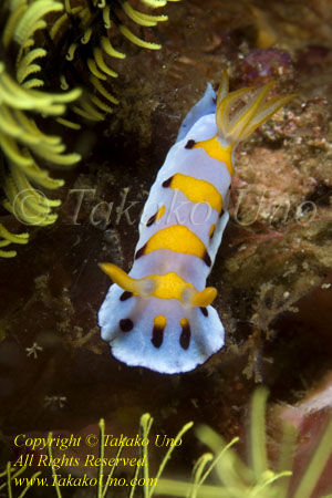 Chromodoris cf roboi 9330