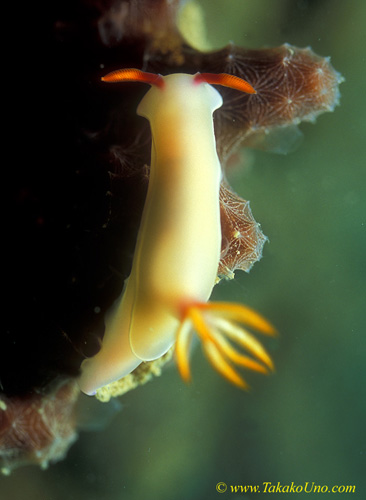 Nudi 04