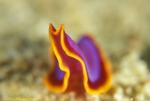 Flatworm 02