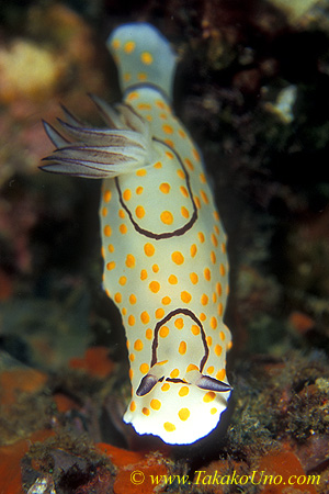 Chromodoris annulata 01 45mm Bm