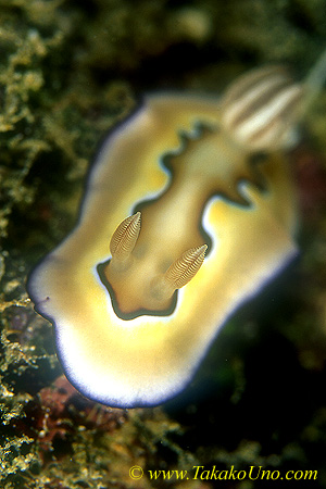 Chromodoris coi 02 30mm