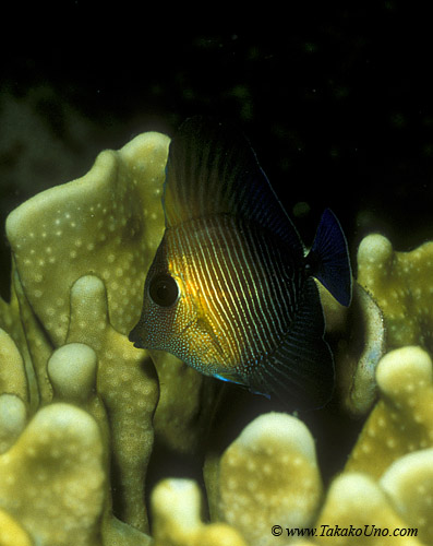 Brushtail Tang 01 juvenile