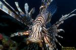 Volitans Lionfish 01