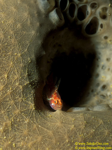 Sponge Pygmy Goby 01 Trimma sp