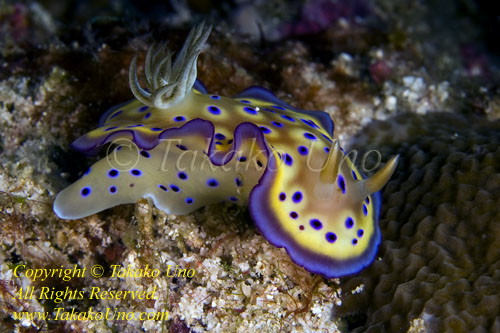 Chromodoris kuniei 11tc