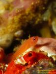 Ring Eyed Pygmy Goby 01 Trimma benjamini