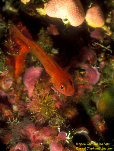 Tomato Pygmy Goby 01 Undescribed Trimma, widespread