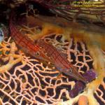 Longnose Hawkfish 04 pair