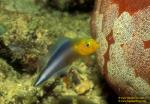 Dottyback 01 Double Striped , Pseudochromis bitaeniatus