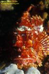 Tassled Scorpionfish 01