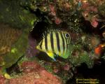 Many Barred Angelfish 01 Paracentropyge multifasciata 4cm juvenile